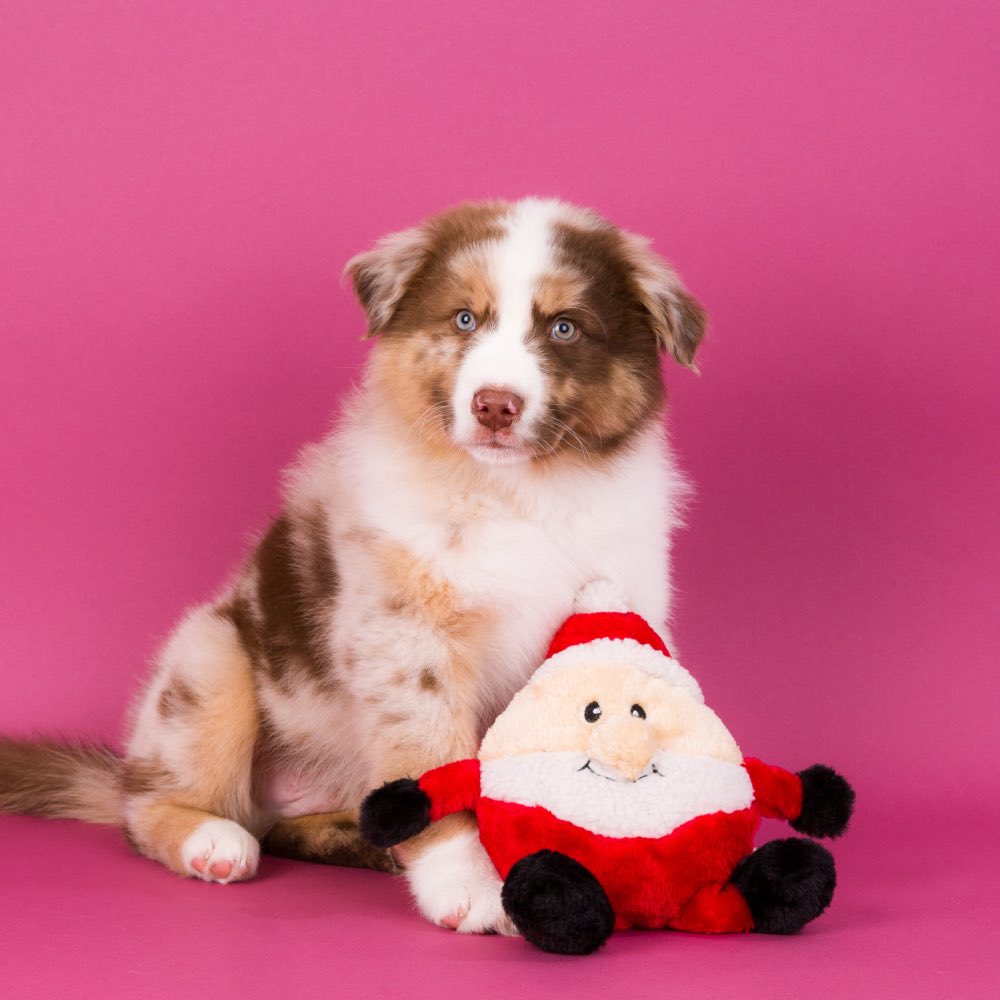 ZippyPaws Holiday Brainey Santa Dog Toy